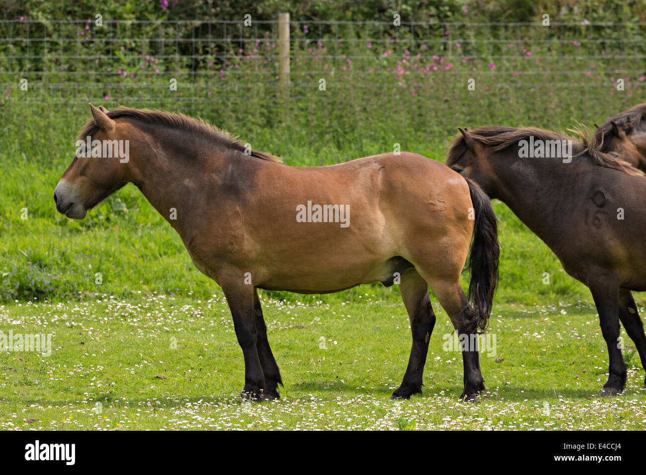 Le pâturage poneys Exmoor Banque D'Images