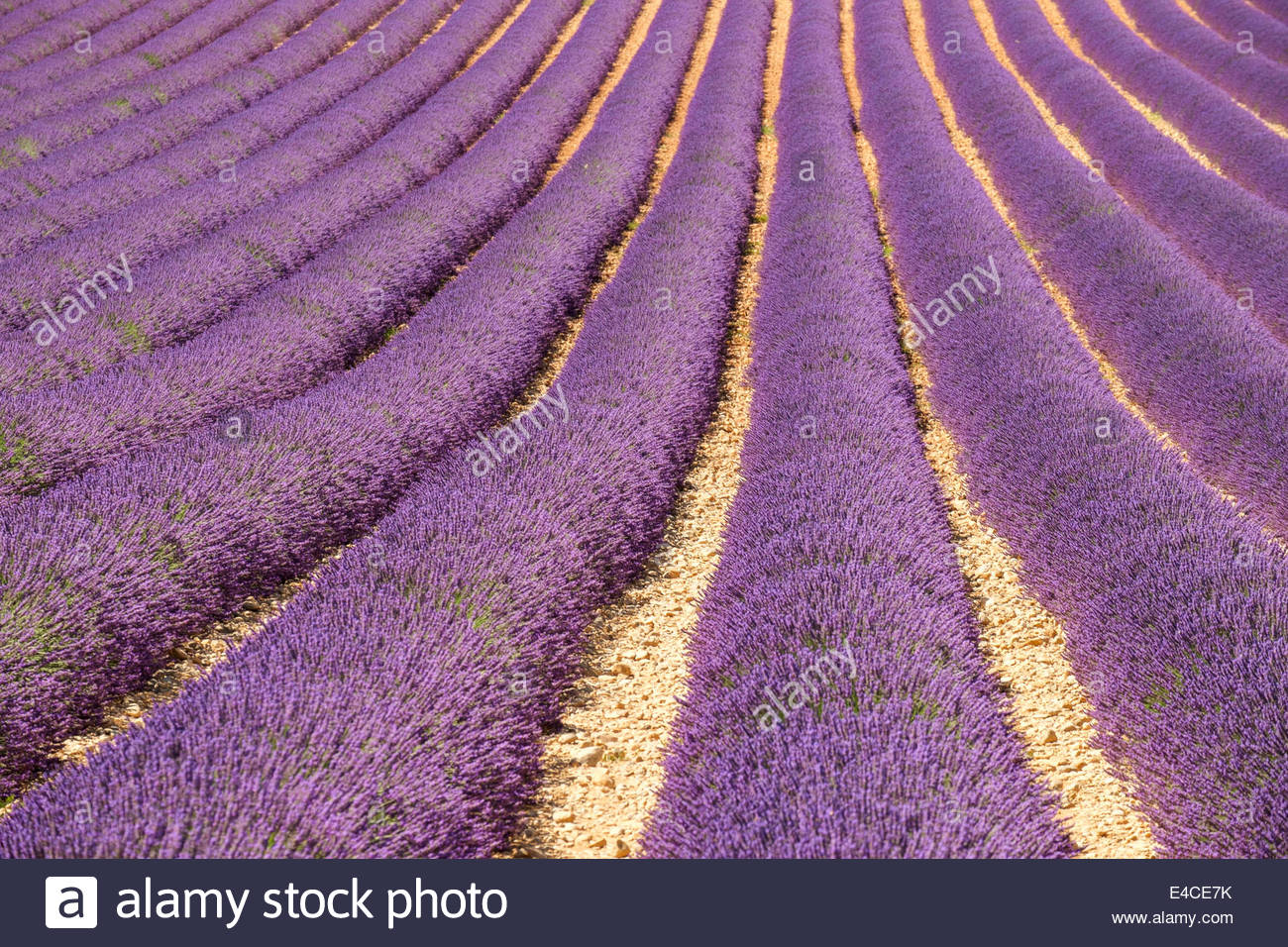Vaucluse, France, le 8 juillet 2014. Champs de lavande en Provence sont de hauteur de fleurissent au début de juillet, alors que la récolte commence sur le Plateau du Vaucluse, Provence-Alpes-Côte d'Azur, France. Crédit : Jason Langley/Alamy Live News Banque D'Images