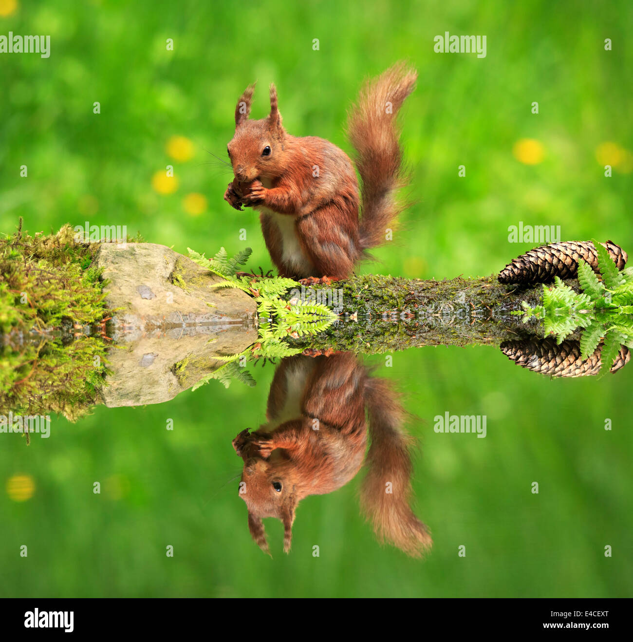 Eurasian écureuil roux, Sciurus vulgaris Banque D'Images