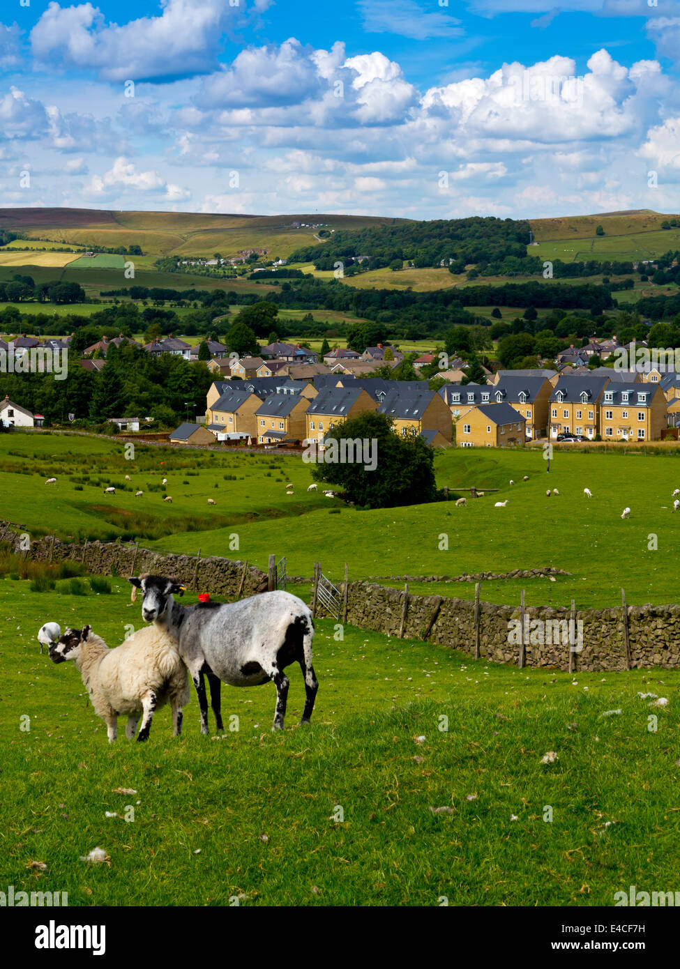 Nouveau lotissement construit sur campagne à la périphérie de Buxton, dans le Derbyshire Peak District England UK avec des moutons dans les champs Banque D'Images