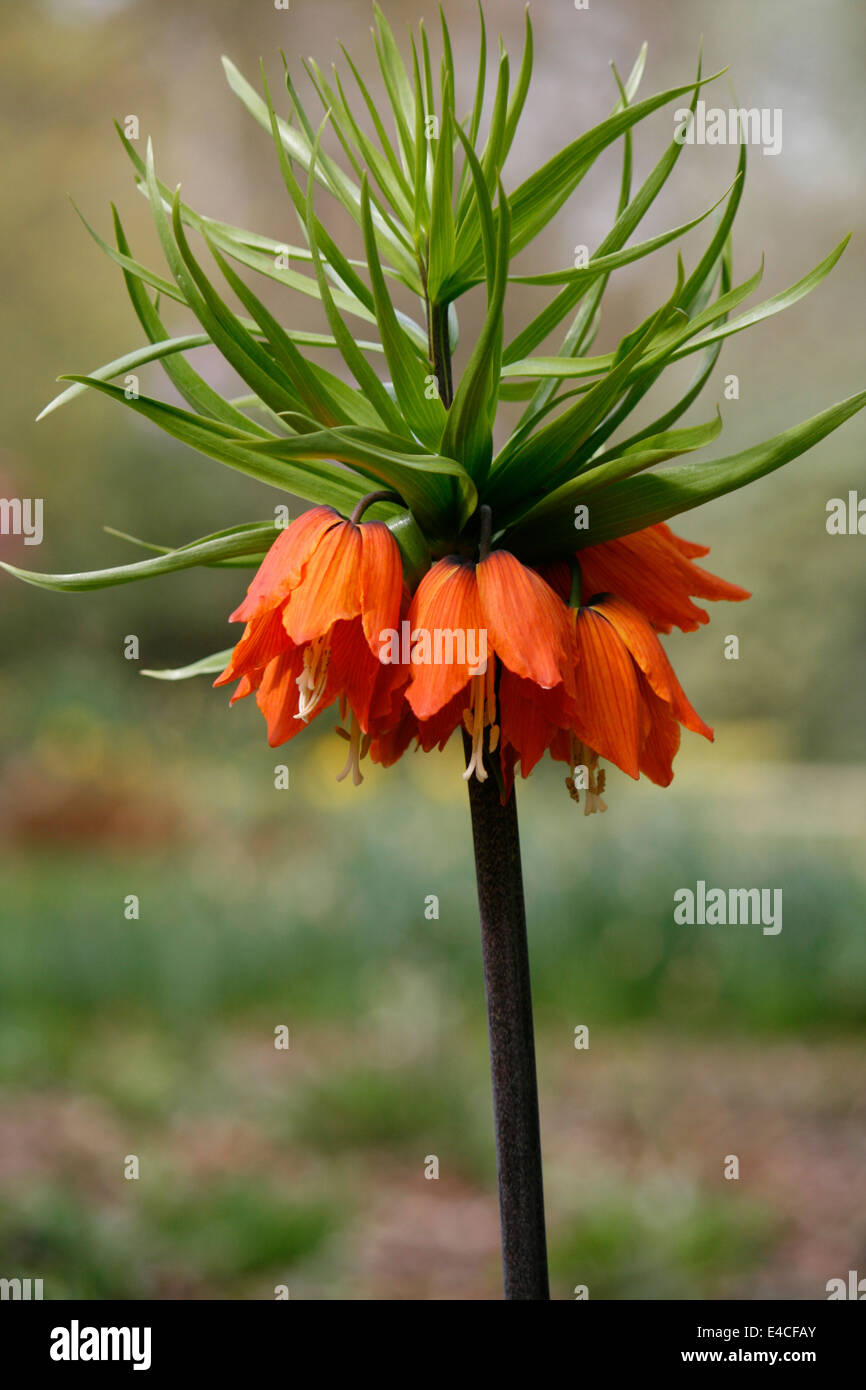 Gros plan d'une couronne impériale (Fritillaria imperialis) Boloria accroît à Harlow Carr RHS dans le Yorkshire. Banque D'Images