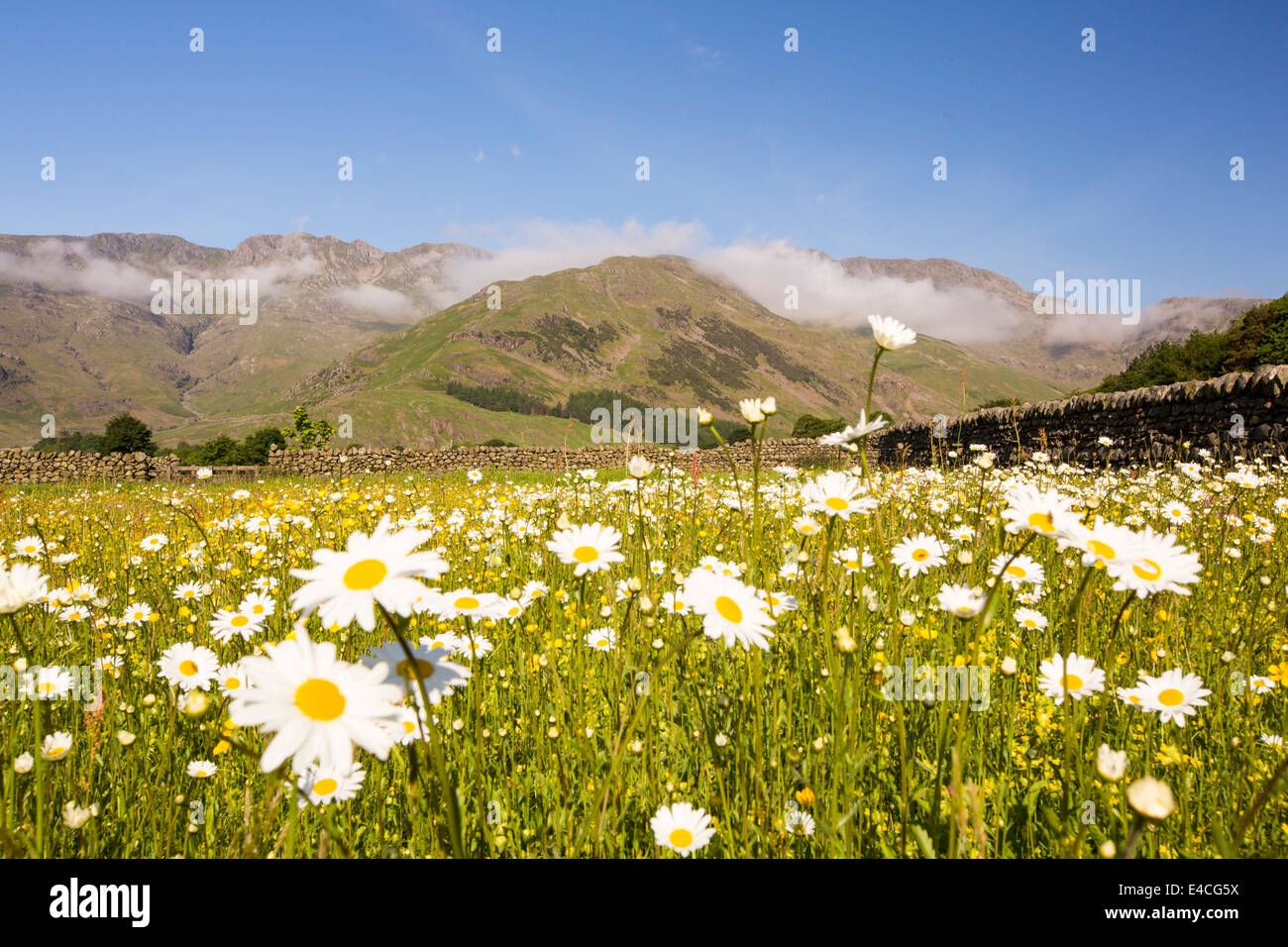 Prairies de fauche traditionnelle à la tête de la vallée de Langdale, Lake District, UK, Banque D'Images