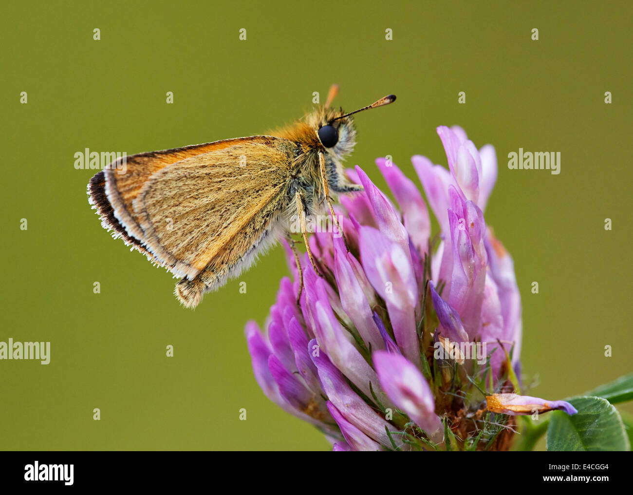 Petit patron papillon sur le trèfle rouge. Hurst Meadows, West Molesey, Surrey, Angleterre. Banque D'Images