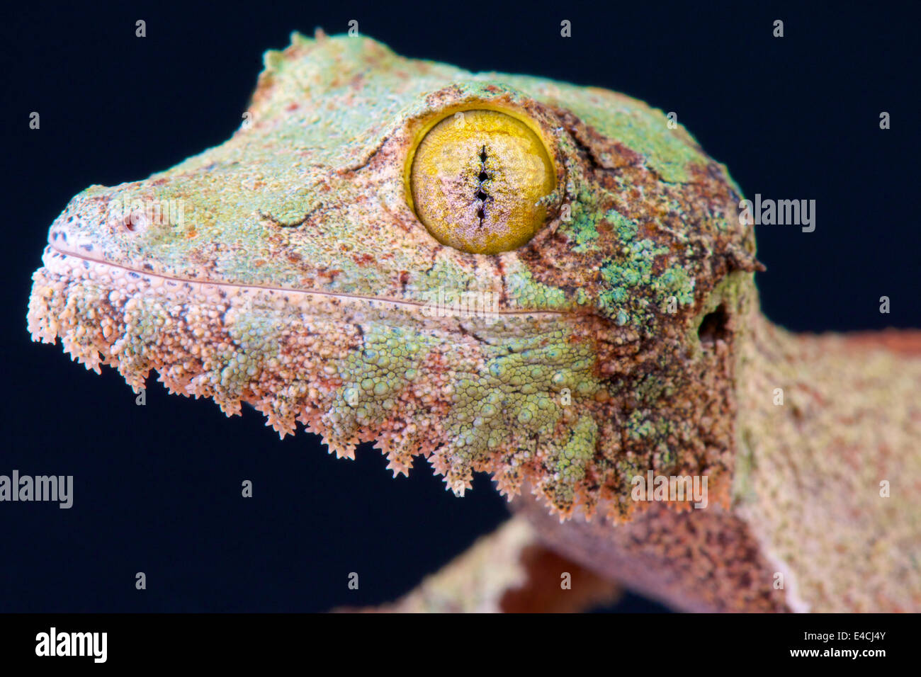 Henkel's gecko à queue de feuille / Uroplatus henkeli Banque D'Images