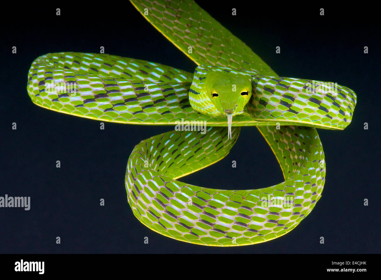 Serpent de vigne / Ahaetulla prasina Banque D'Images