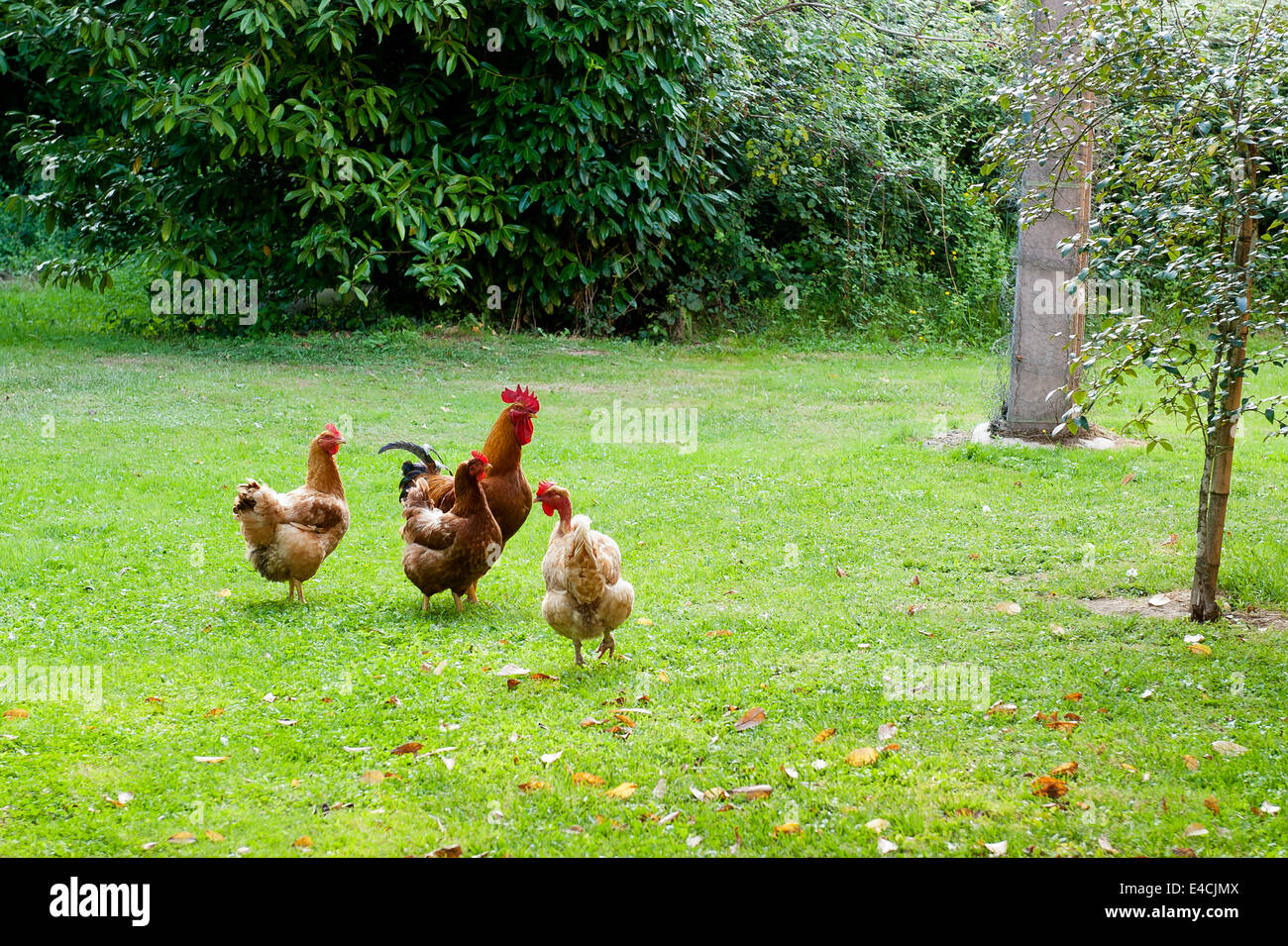 Un jeune coq et ses poules sur pelouse Banque D'Images