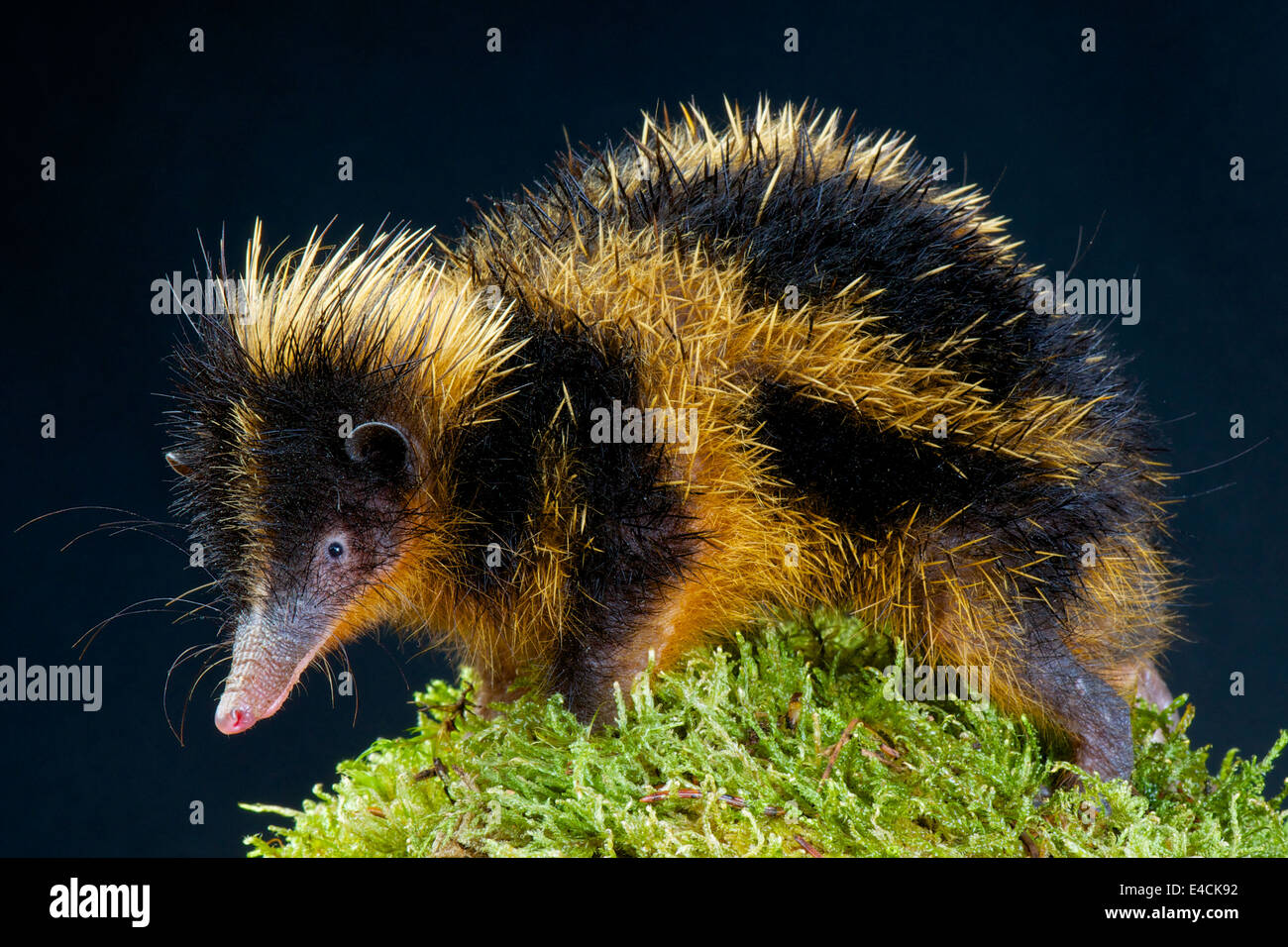 Hemicentetes semispinosus Tenrec plaine / Banque D'Images