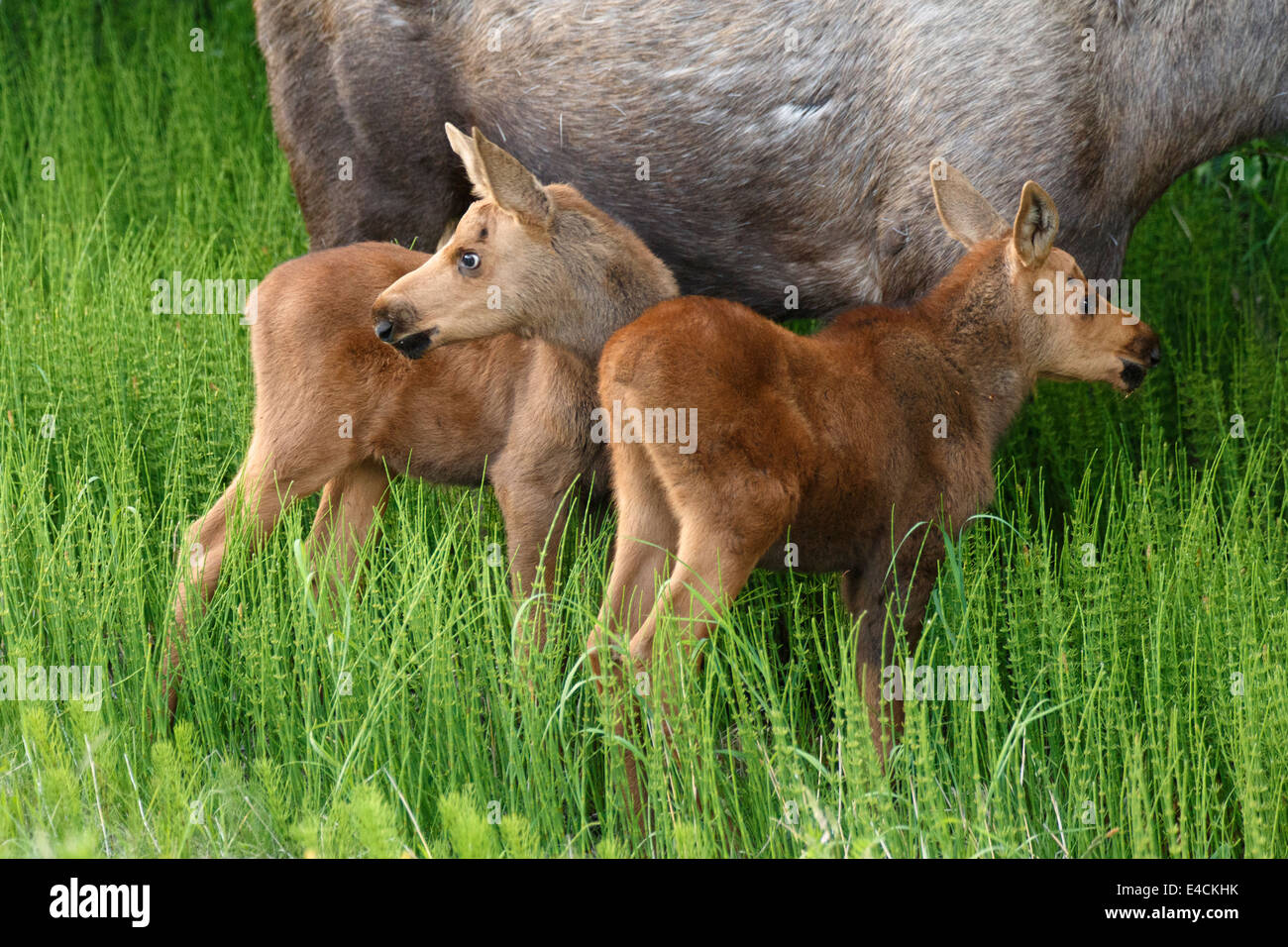 La vache et le long d'orignal, Turnagain Arm, la Forêt Nationale de Chugach Alaska. Banque D'Images