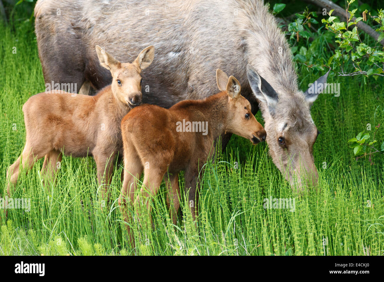 La vache et le long d'orignal, Turnagain Arm, la Forêt Nationale de Chugach Alaska. Banque D'Images