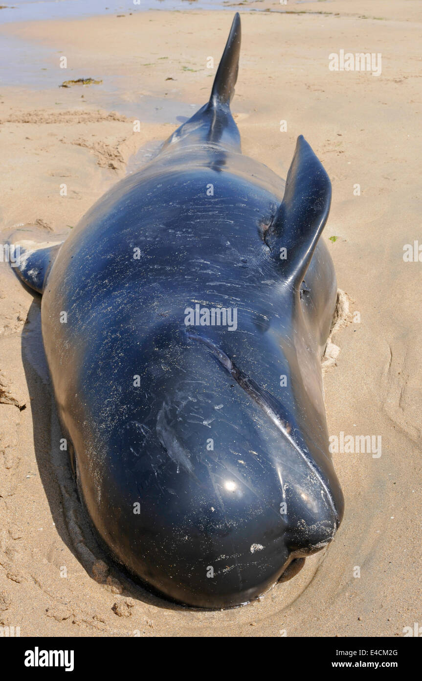 Falcarragh Strand, Donegal, Irlande. 8 juillet 2014 - Une baleine pilote meurt sur une plage après avoir délibérément braché avec 11 autres. À l'origine, ils avaient été sauvés, mais ils ont été décapités une deuxième fois. Crédit : Stephen Barnes/Alay News Banque D'Images