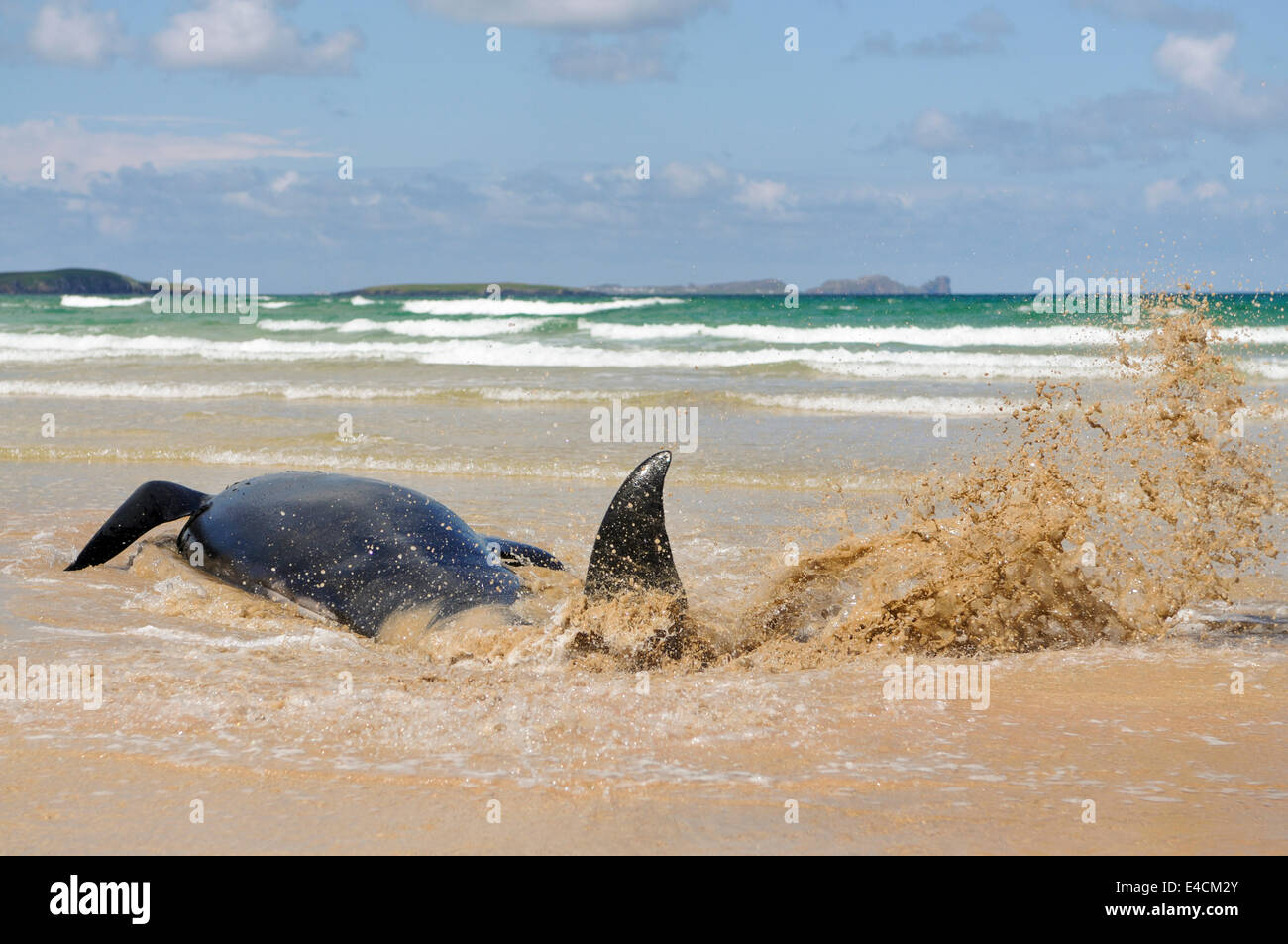 Falcarragh Strand, Donegal, Irlande. 8 juillet 2014 - Un pilote de baleine frise dans ses gorges de mort. En deux minutes, il est mort. Crédit : Stephen Barnes/Alay News Banque D'Images