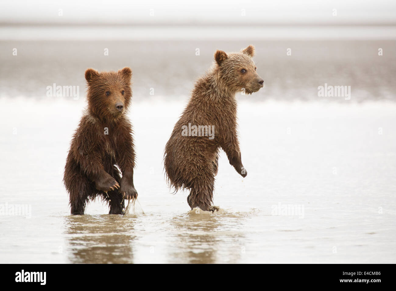 Brown ou les oursons grizzlis, Lake Clark National Park, Alaska. Banque D'Images