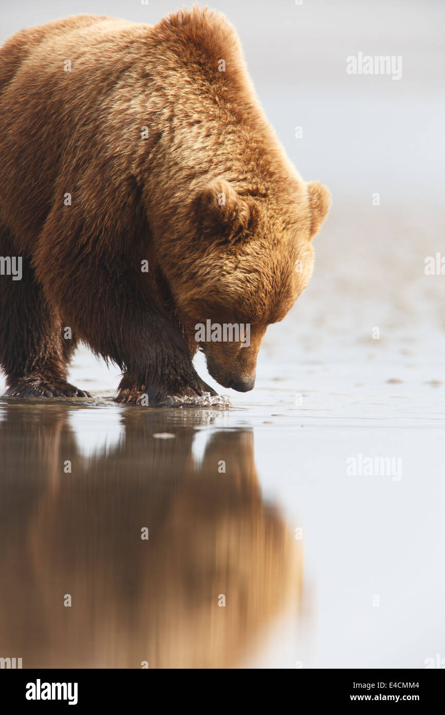 Brown / Grizzli, Lake Clark National Park, Alaska. Banque D'Images