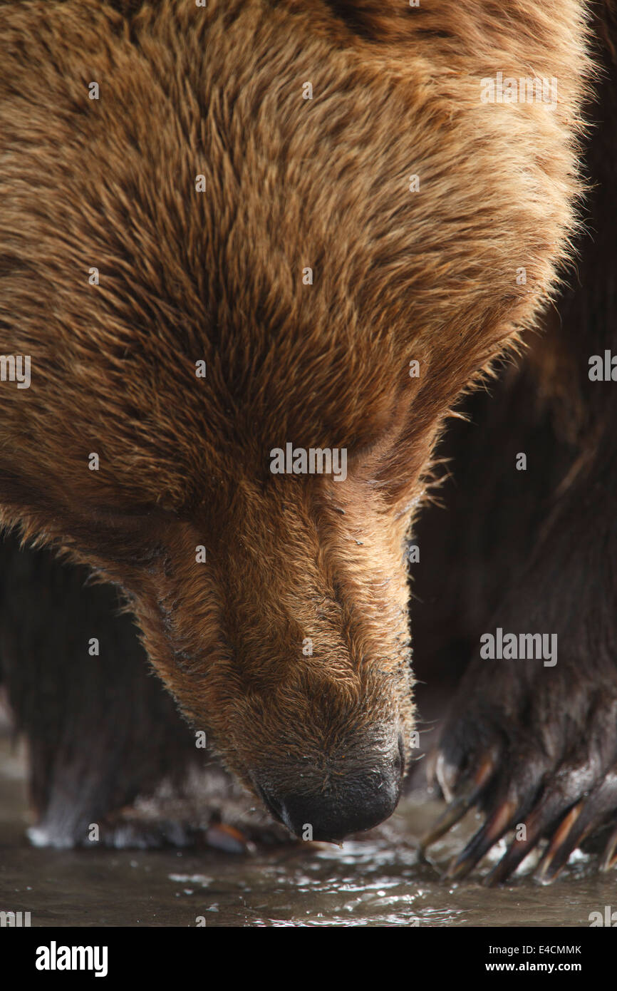 Brown / Grizzli, Lake Clark National Park, Alaska. Banque D'Images