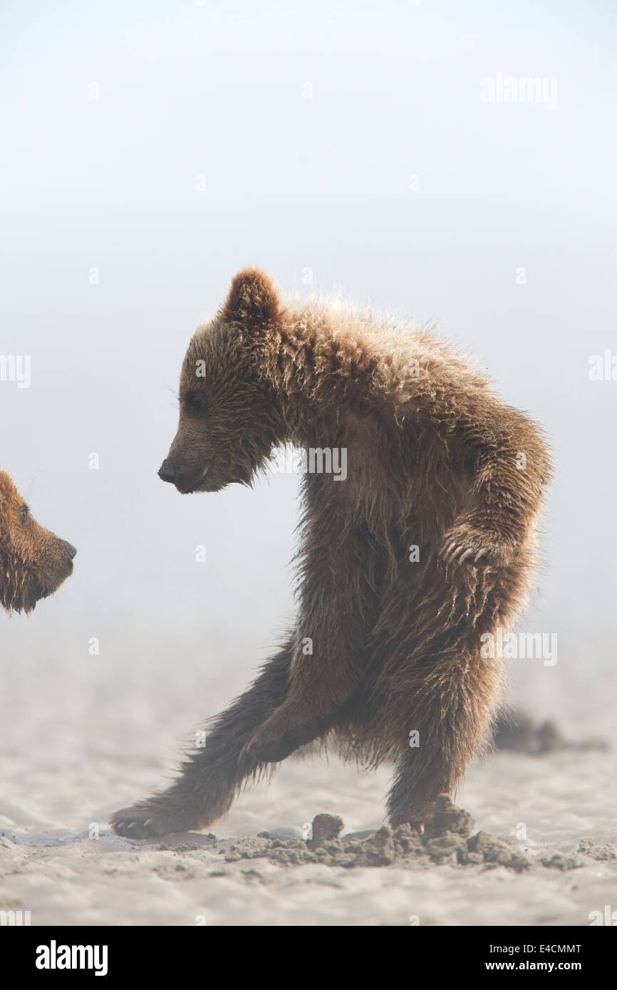 Brown ou les oursons grizzlis, Lake Clark National Park, Alaska. Banque D'Images