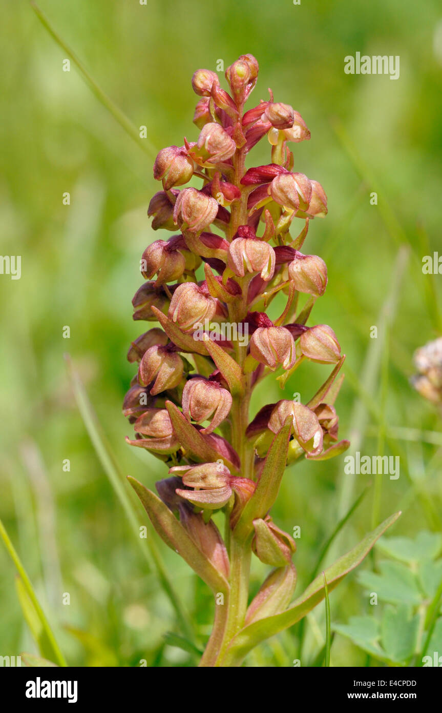 Frog - Orchidée Dactylorhiza viride croissant sur les Hébrides extérieures, de "machair" Banque D'Images