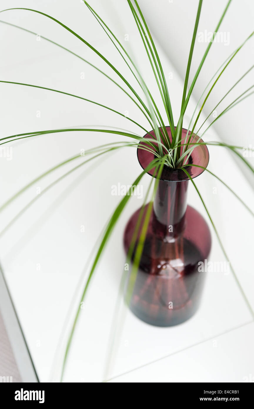 Détail d'herbes en vase en verre Banque D'Images