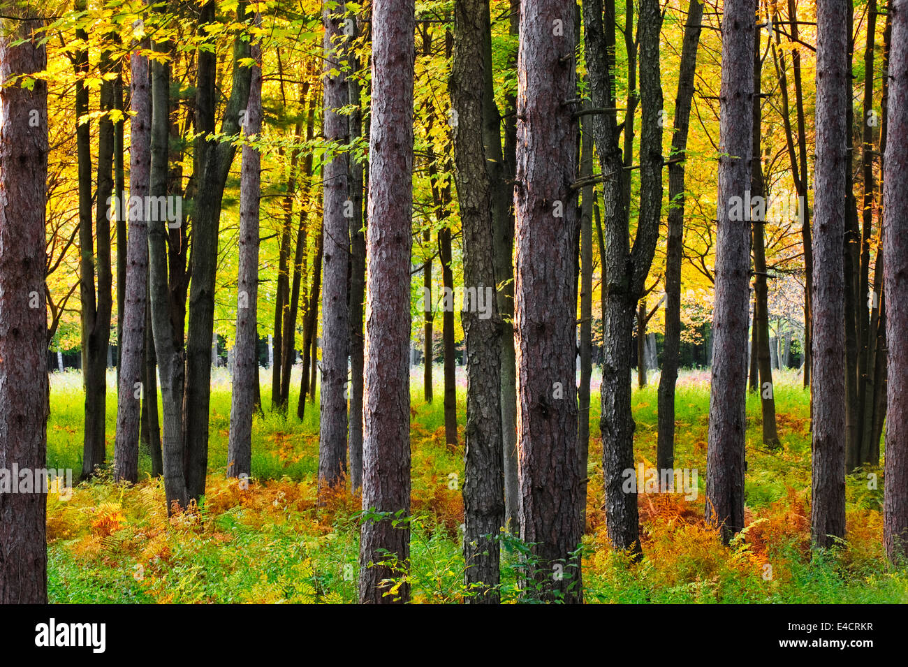 Une forêt de pins dans le sud-est du Michigan au cours de la couleur de l'automne. Banque D'Images