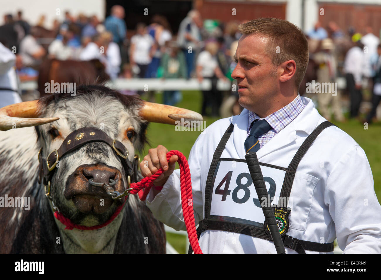 La concurrence de l'élevage au Great Yorkshire Show 2014 Banque D'Images