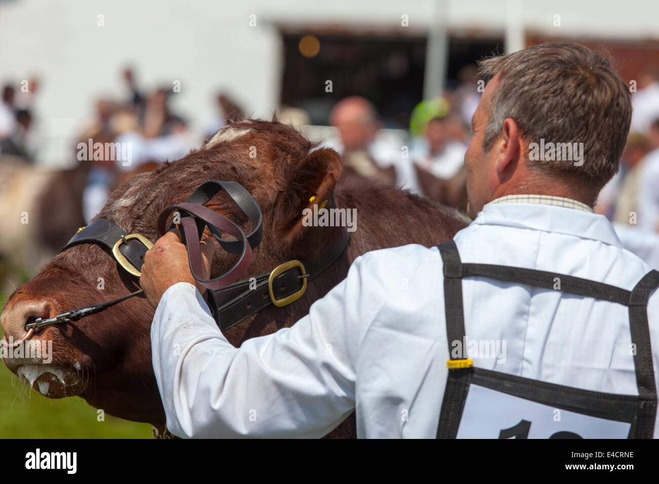 La vache et le préposé à la concurrence de l'élevage au Great Yorkshire Show 2014 Banque D'Images