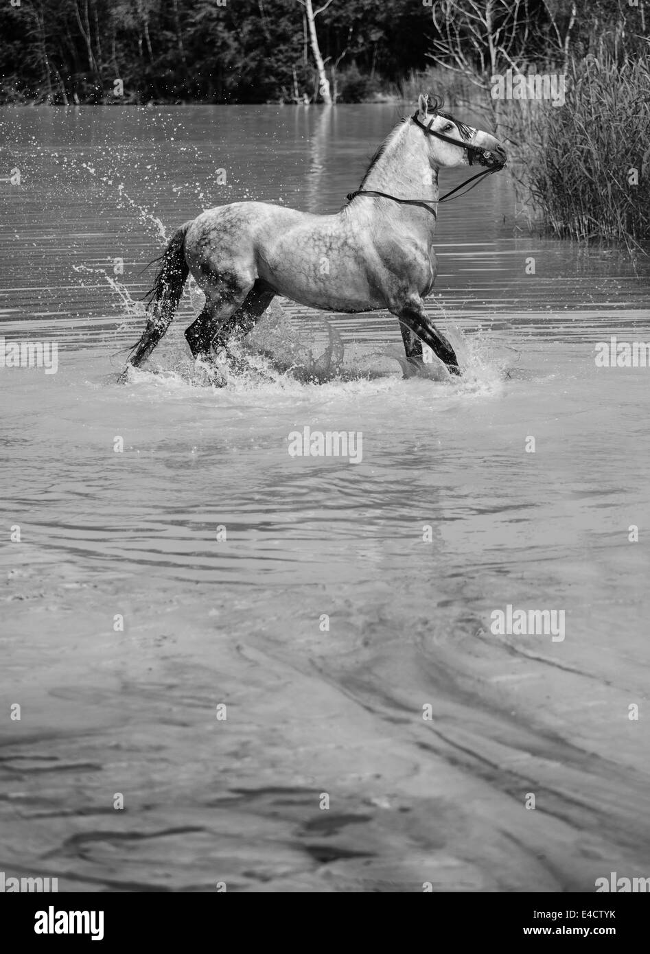 Beau cheval galopant dans la piscine claire Banque D'Images
