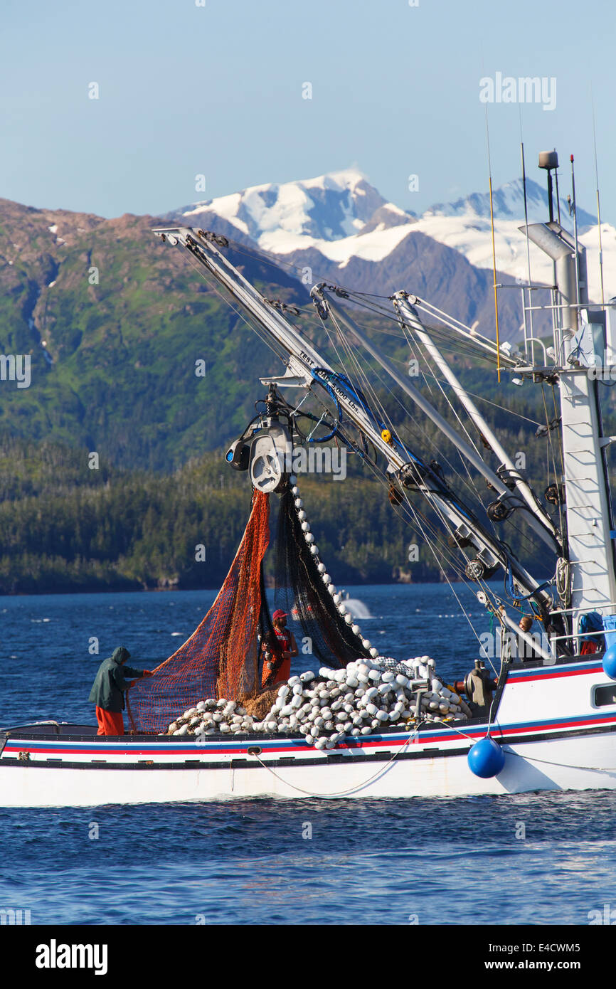 La pêche commerciale du saumon, Prince William Sound, Alaska, la Forêt Nationale de Chugach Banque D'Images
