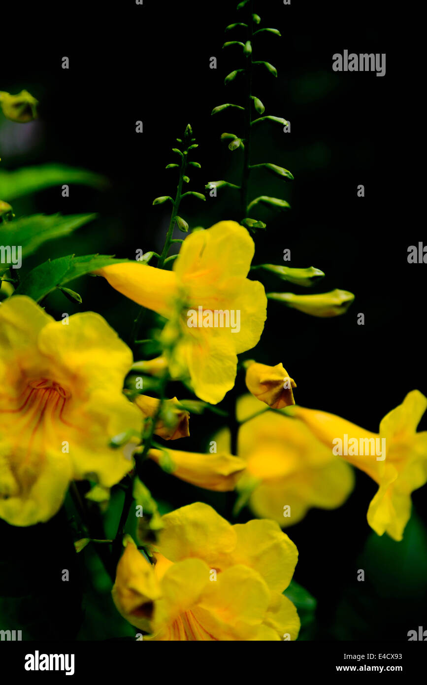Trompette jaune des fleurs au printemps bloom Banque D'Images