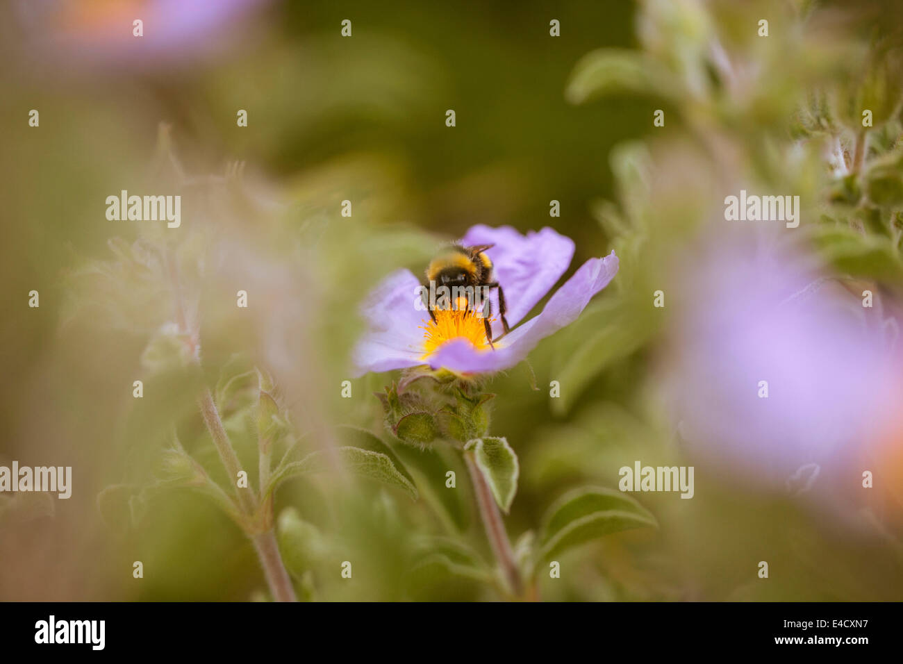 Seule abeille sur une fleur, l''île de Hvar, Dalmatie, Croatie Banque D'Images