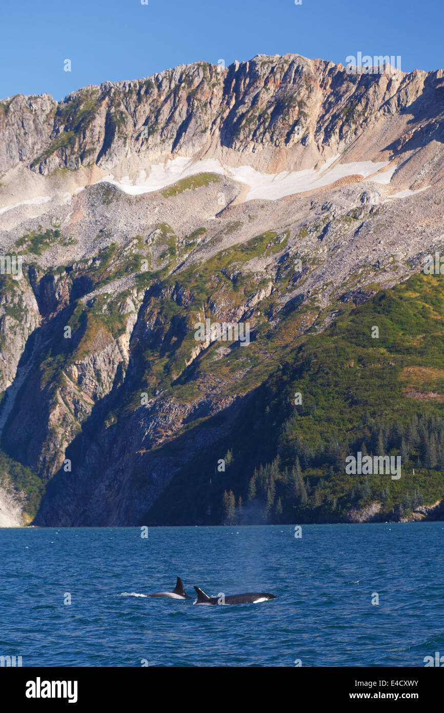 Ocras, baie Aialik, Kenai Fjords National Park, près de Seward, en Alaska. Banque D'Images