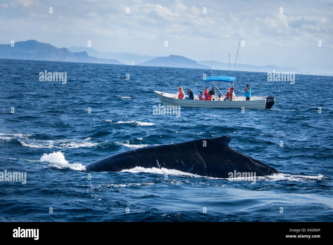 Les touristes photographier une baleine à bosse près de Mazatlán, Sinaloa, Mexique. Banque D'Images