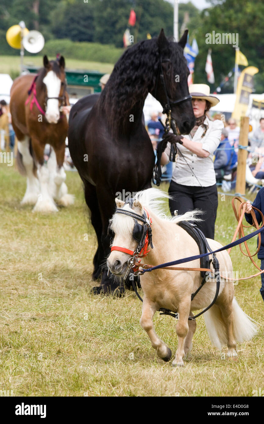 Poney Shetland miniature avec un étalon frison dans la main à un show ground en Angleterre Banque D'Images