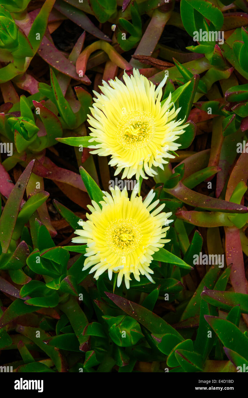 Carpobrotus edulis fleurs, plantes envahissantes, Serra de Sintra, Côte de Lisbonne, Portugal, Europe Banque D'Images