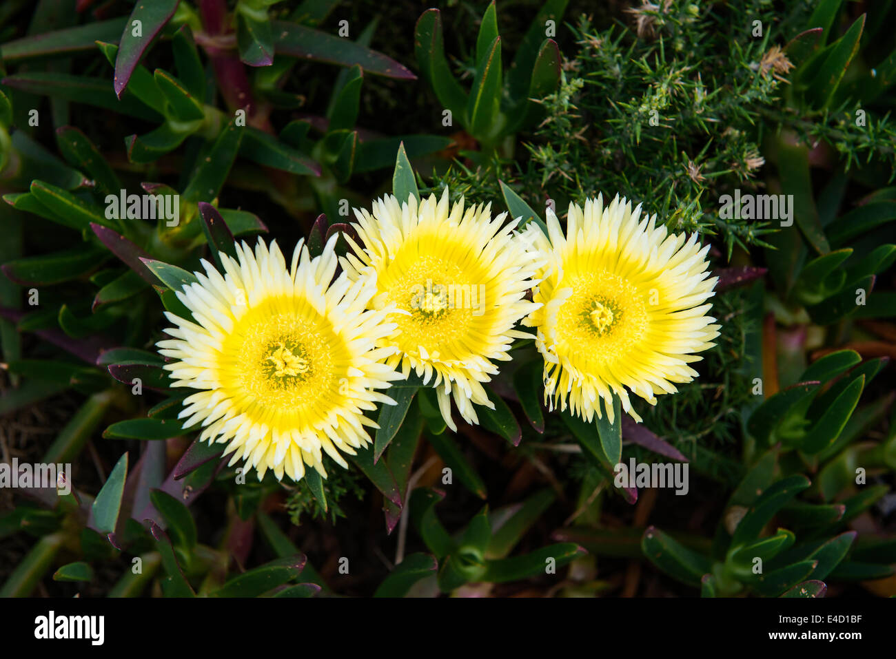 Carpobrotus edulis fleurs, plantes envahissantes, Serra de Sintra, Côte de Lisbonne, Portugal, Europe Banque D'Images