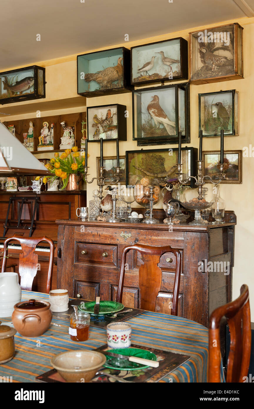 Taxidermie verre ligne cas un mur dans une charmante cuisine farcies avec un assortiment de vaisselle et inhabituelle d'antiquités Banque D'Images
