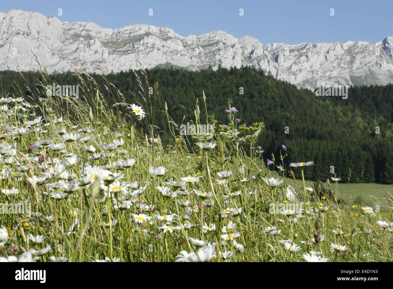 Des fleurs à Villard de Lans, Vercors, Isère, Rhône-Alpes, France. Banque D'Images