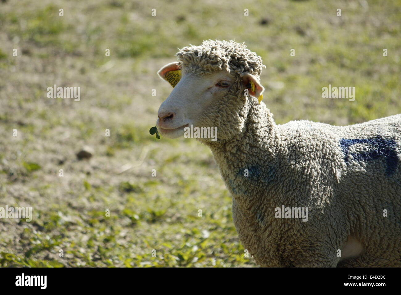 Moutons dans Villard de Lans, Vercors, Isère, Rhône-Alpes, France. Banque D'Images