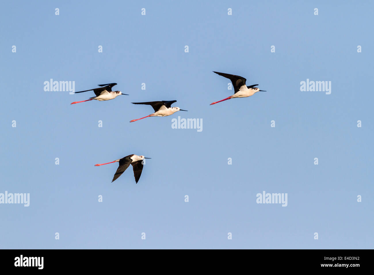 Black-winged Stilt Échasse ou conjoint (Himantopus himantopus), en vol, Seewinkel, Burgenland, Autriche Banque D'Images