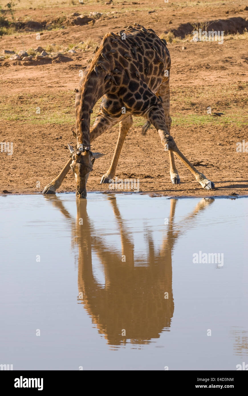 Girafe (Giraffa camelopardalis) boire à un étang, Kruger National Park, Afrique du Sud Banque D'Images