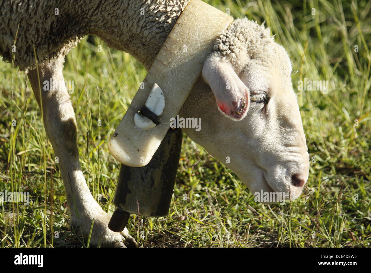 Moutons dans Villard de Lans, Vercors, Isère, Rhône-Alpes, France. Banque D'Images