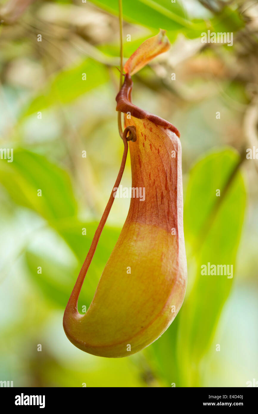 Usine Pitchter (Nepenthes alata hybride x ventricosa), Basse-Saxe, Allemagne Banque D'Images