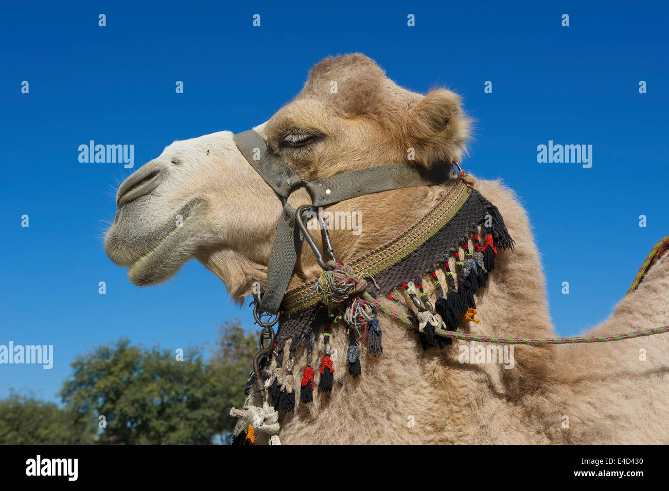 Camel avec bride, Boukhara, Ouzbékistan Banque D'Images
