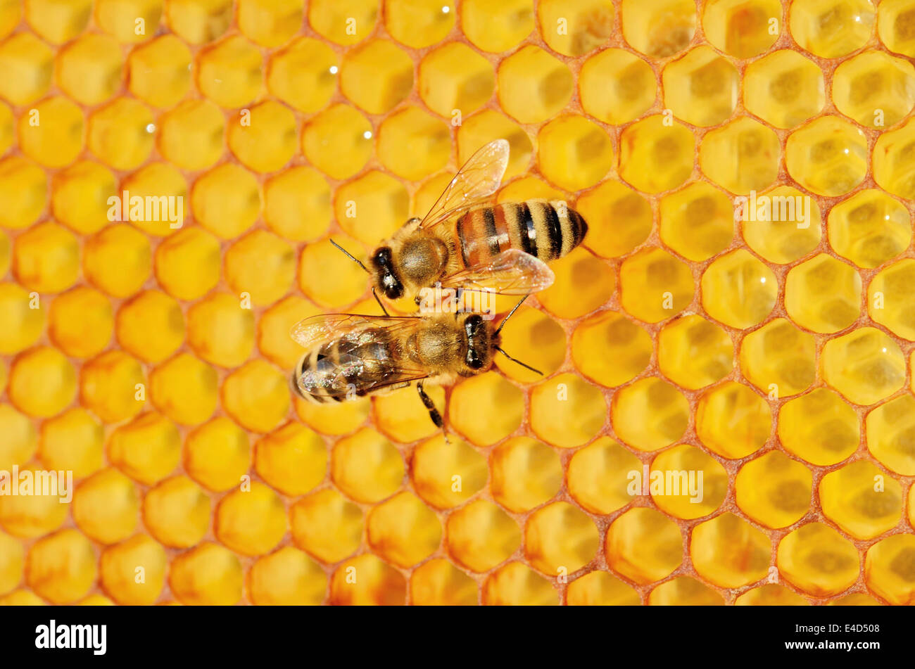 Deux abeilles, gauche, Carnien (Apis mellifera carnica var), à droite, un hybride d'abeilles italiennes (Apis ligustica bast.) sur nid d'avec Banque D'Images