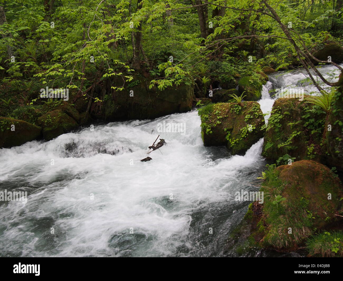 Oirase vert frais dans la gorge, d'Aomori, Japon Banque D'Images