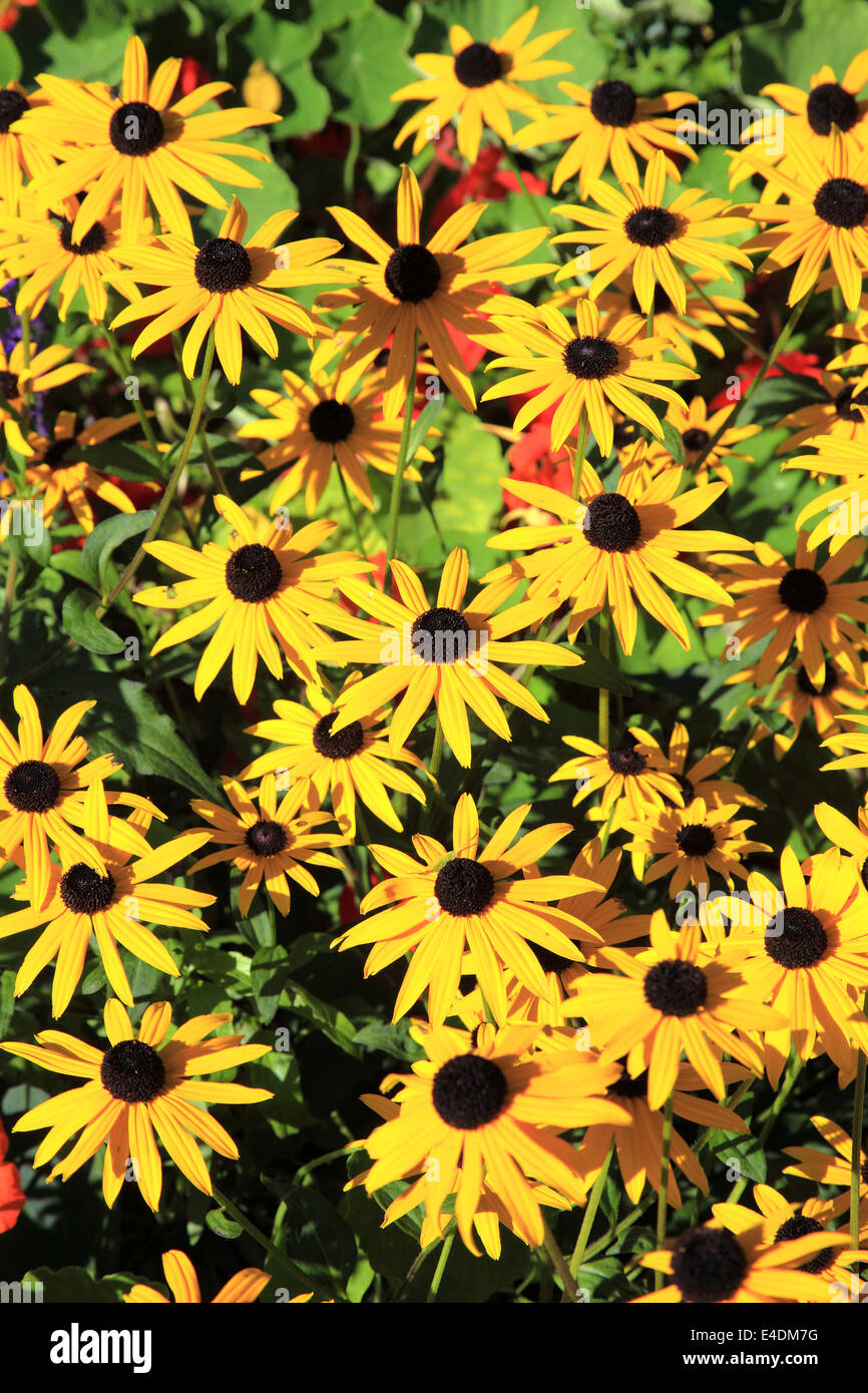 Rudbeckia ou le cône est une fleur jaune d'été populaire dans l'utilisé souvent dans les frontières Banque D'Images
