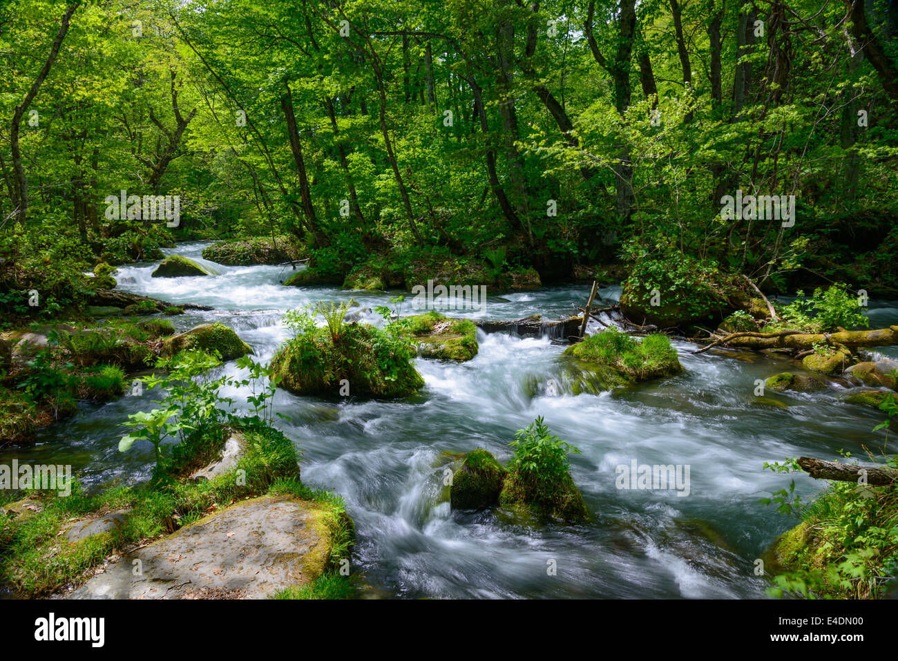 Oirase vert frais dans la gorge, d'Aomori, Japon Banque D'Images