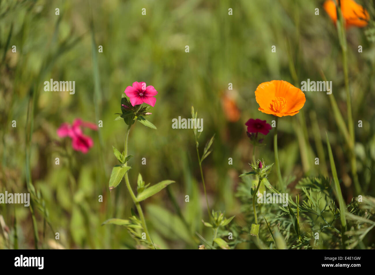 Le Phlox de Drummond et coquelicots de Californie dans le Warner W. Plahs champ de fleurs sauvages dans la réserve forestière de Sea Pines, Hilton Head Banque D'Images