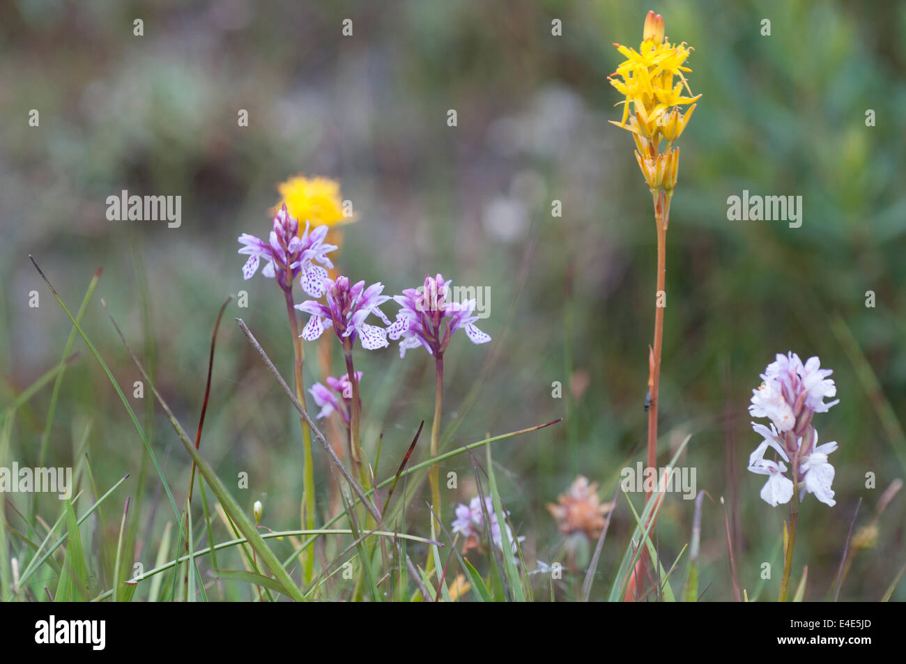 Dactylorhiza maculata spotted orchid commun Narthecium ossifragum heath bog asphodel Banque D'Images