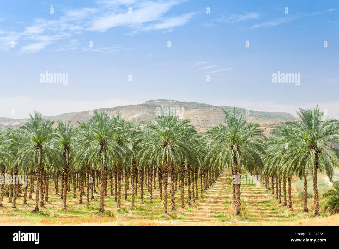 Date de plantation de palmiers sur Orchard en Galilée, vallée du Jourdain contre Israël Golan Banque D'Images