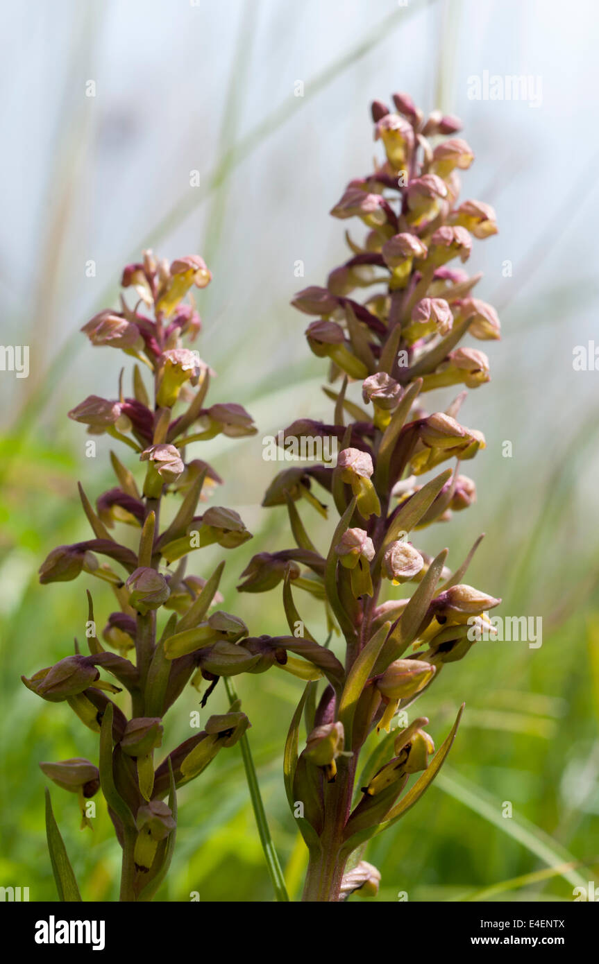 Orchidée grenouille Coeloglossum viride Banque D'Images