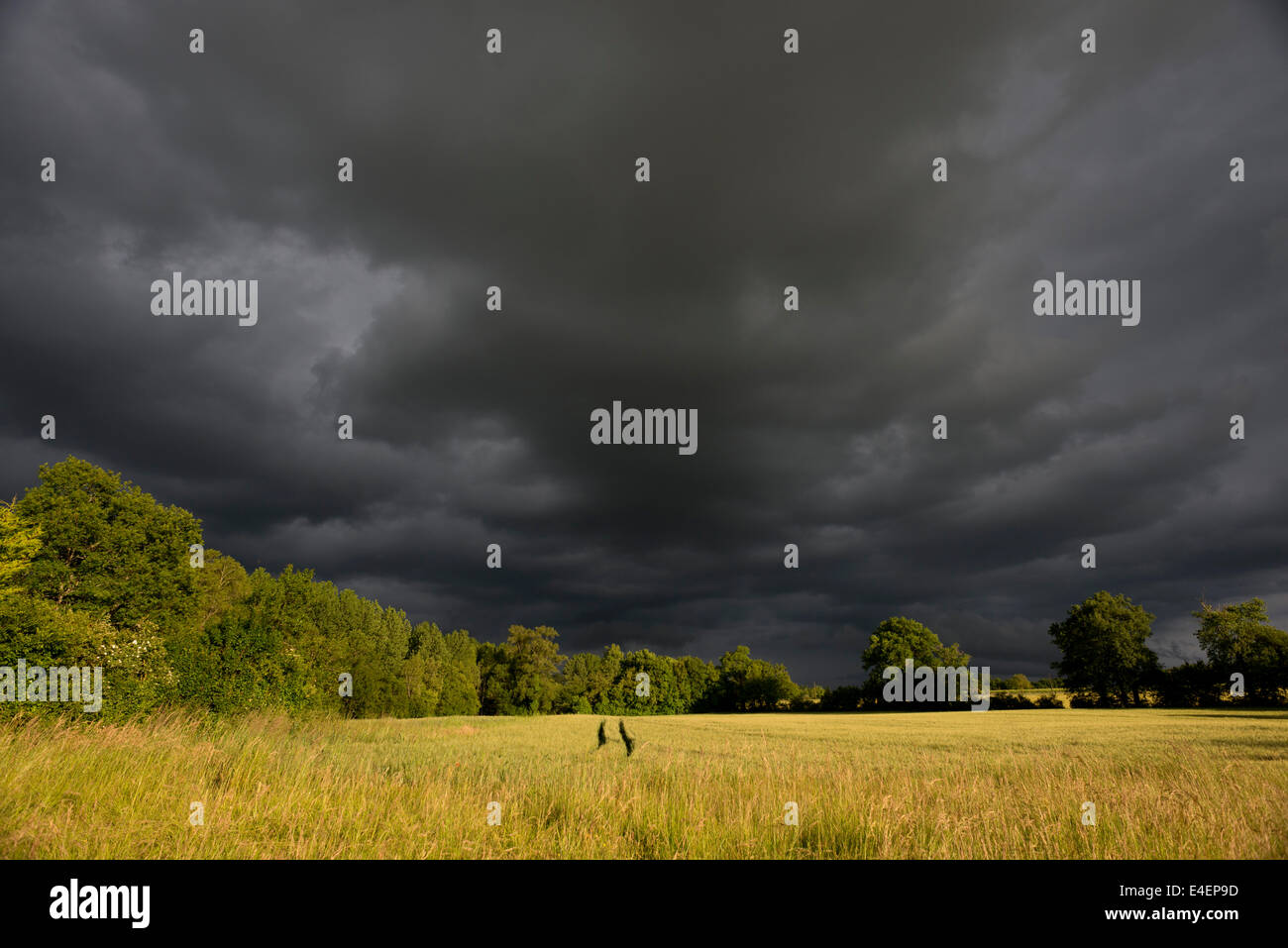 Tempête sur un champ de maïs en Charente, France. Banque D'Images